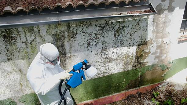Trusted Attic Mold Removal service in Hampstead, MD - Cheap Mold Removal